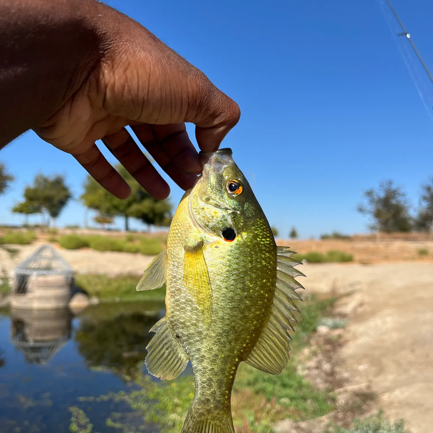 Redear sunfish caught on Fishbrain