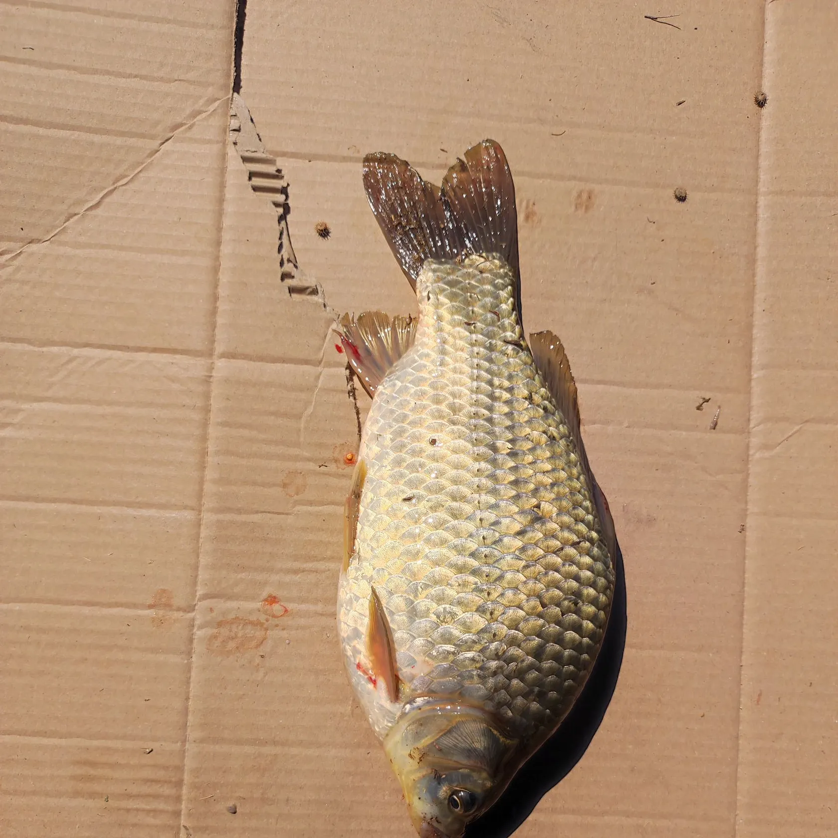 Smallmouth buffalo caught on Fishbrain