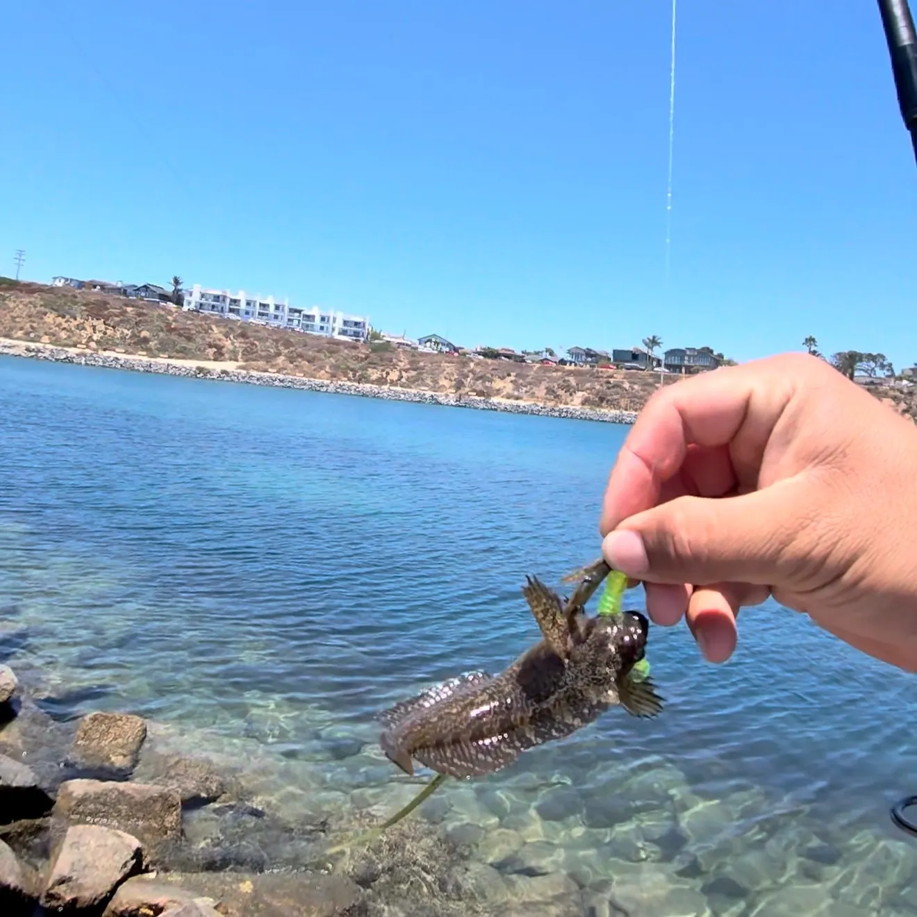 The most recent Woolly sculpin catches on Fishbrain