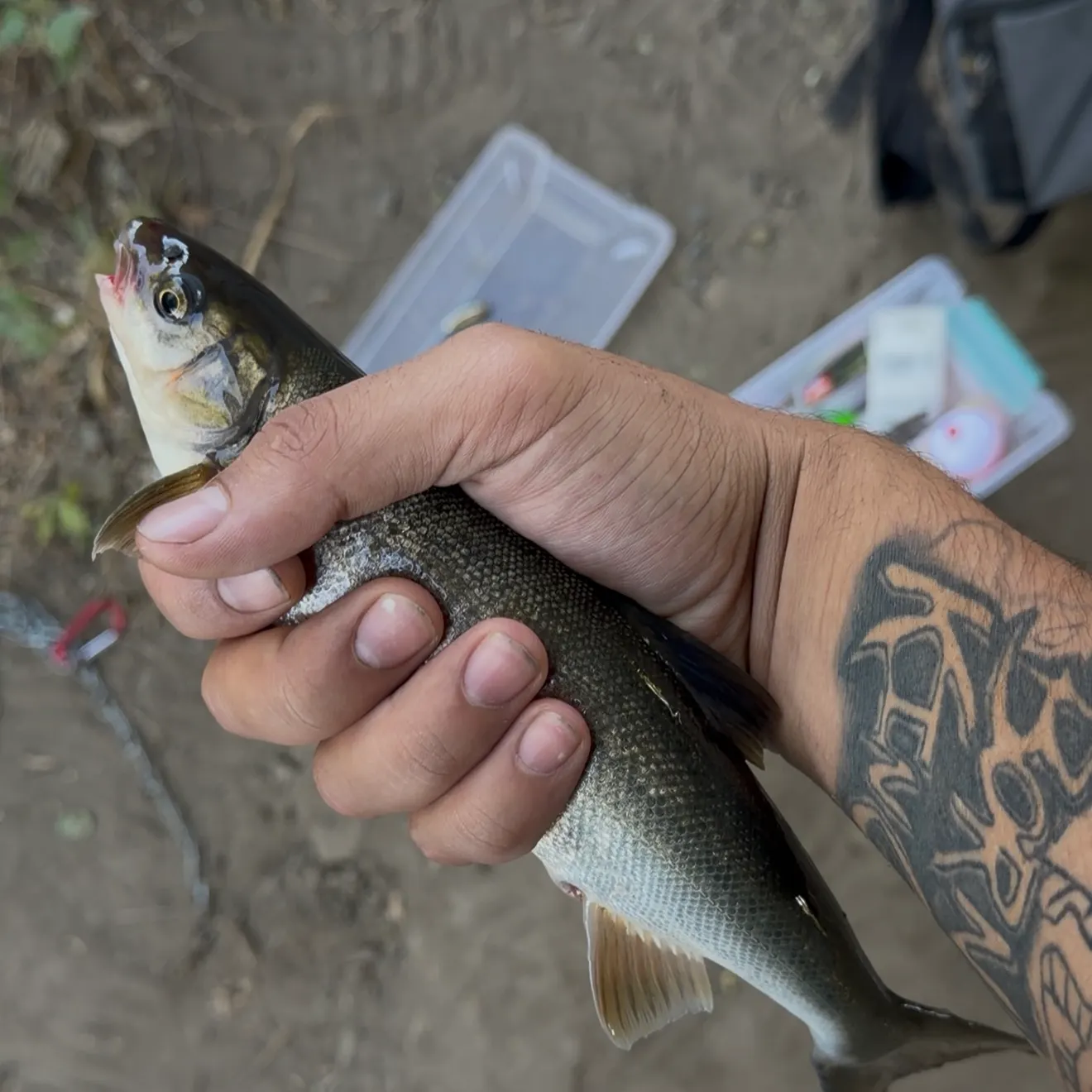 catch