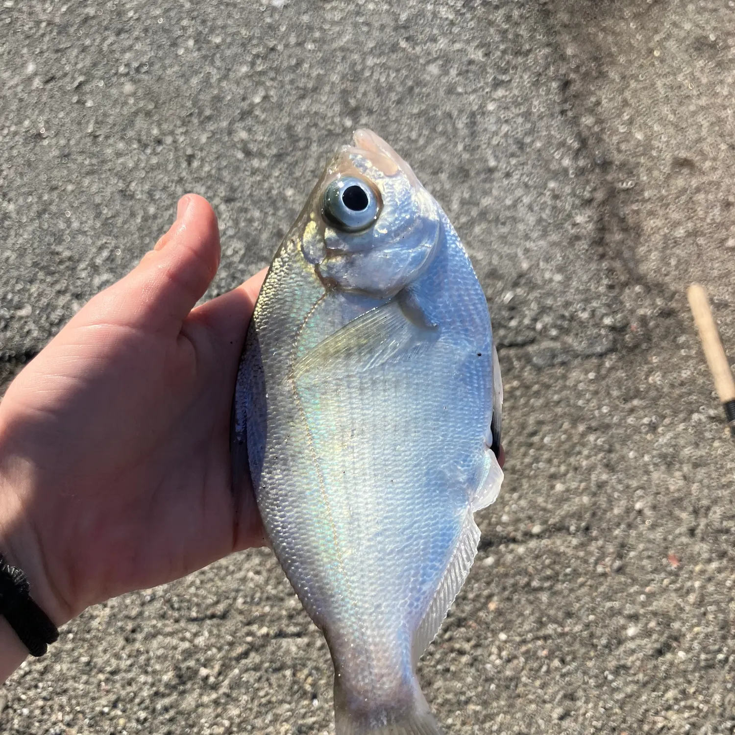 The most recent Walleye surfperch catches on Fishbrain