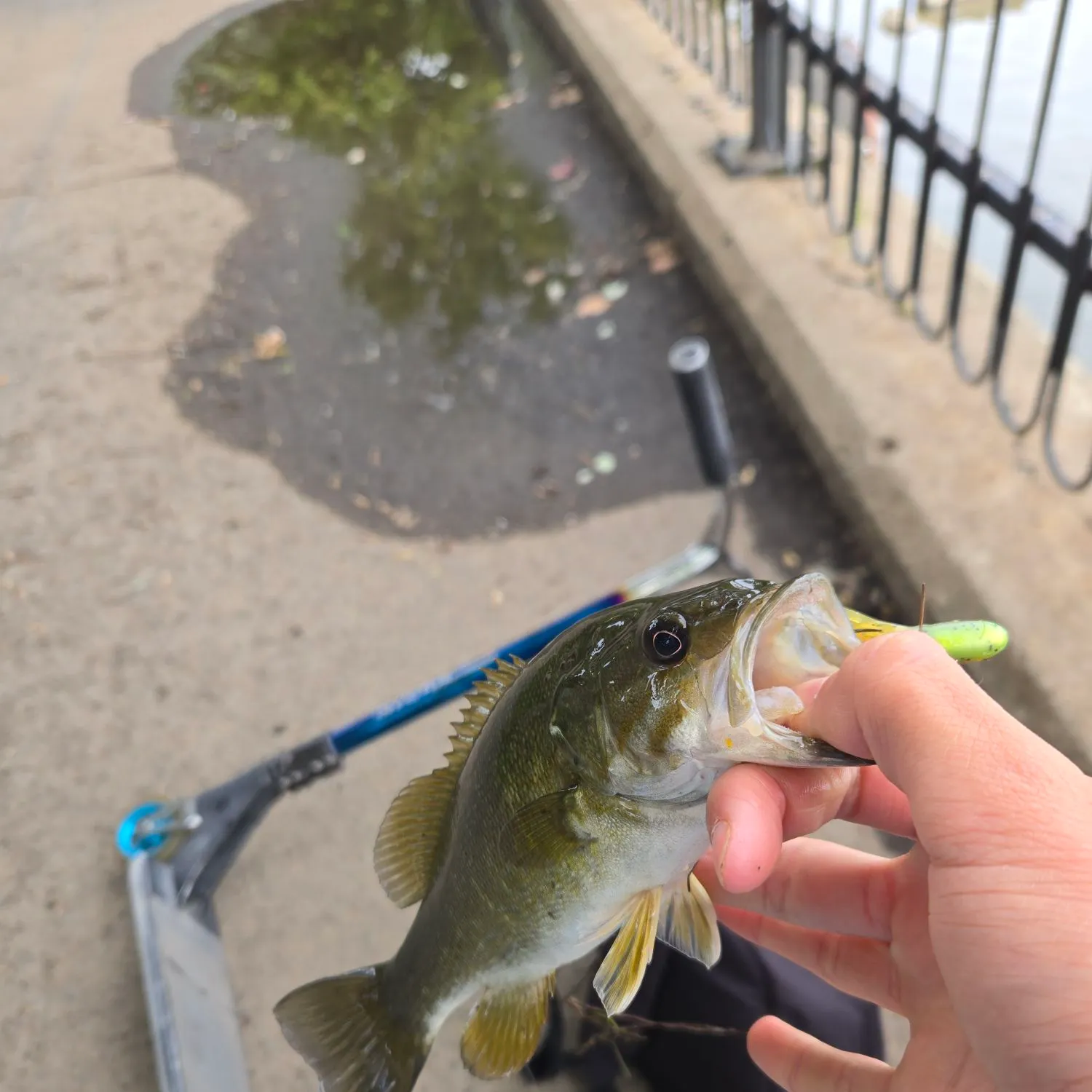 The most recent Smallmouth bass catches on Fishbrain