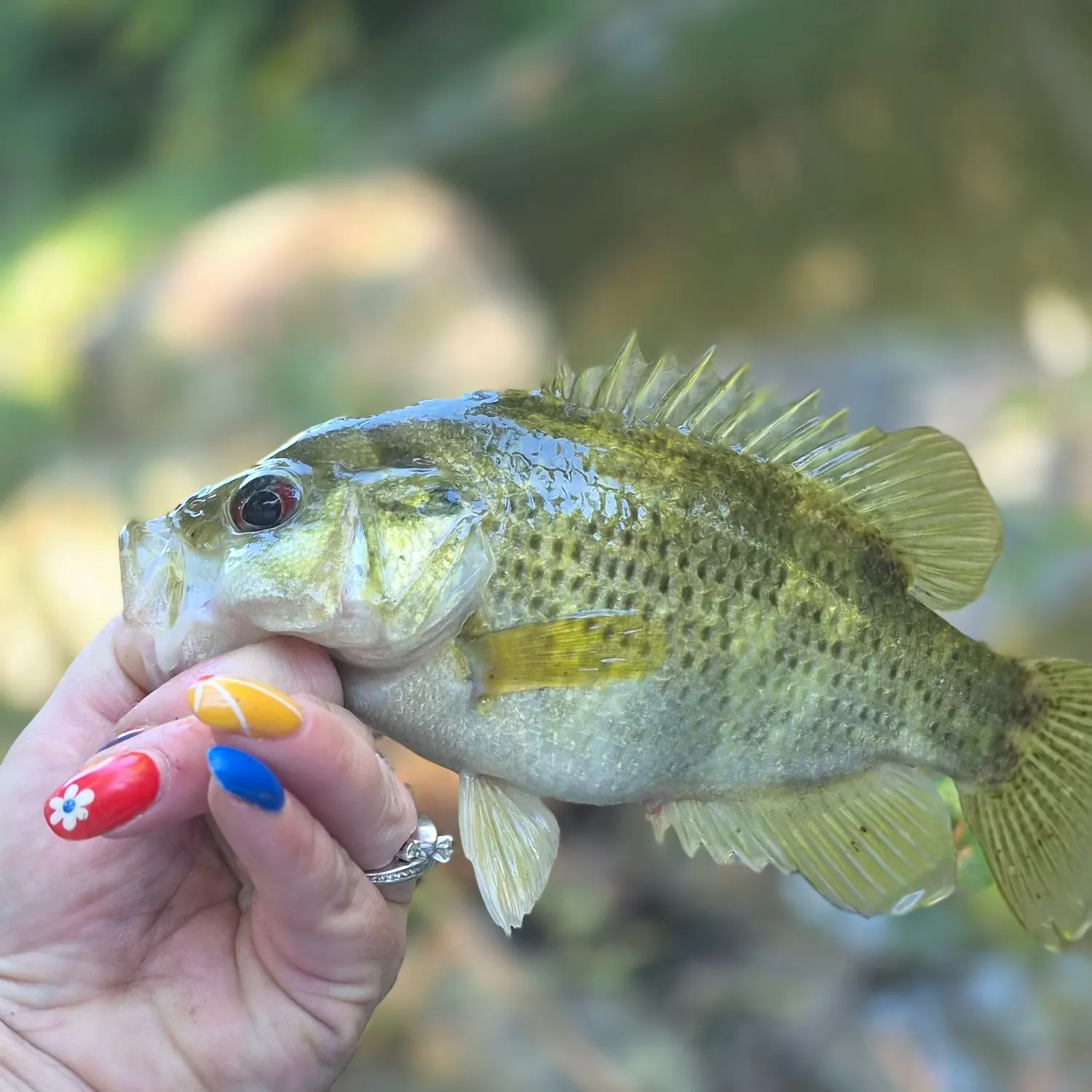 Rock bass caught on Fishbrain