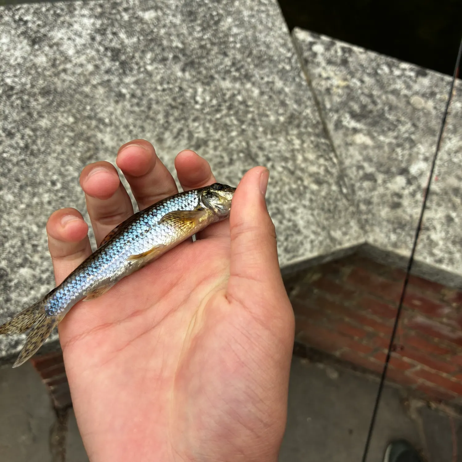 The most recent Gudgeon catches on Fishbrain