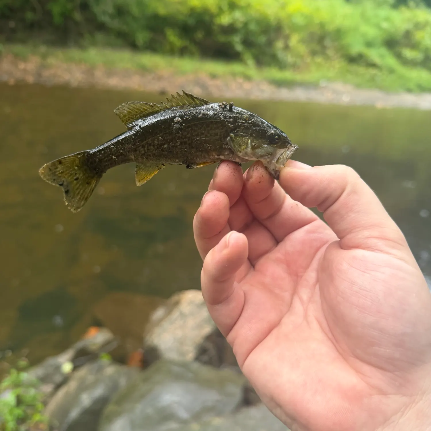 Smallmouth bass caught on Fishbrain