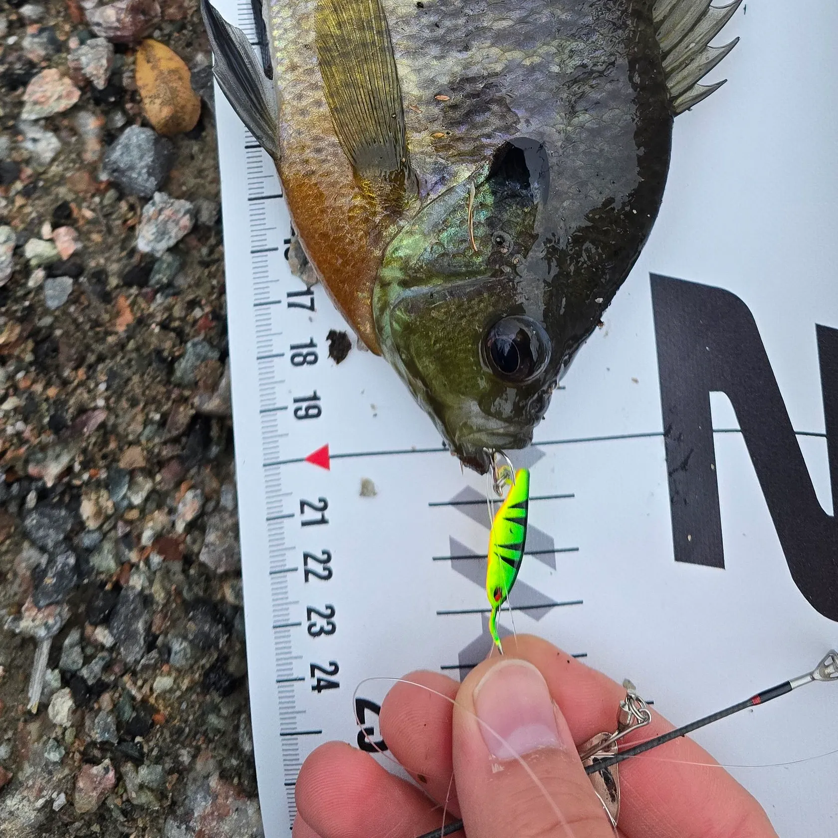 Bluegill caught on Fishbrain