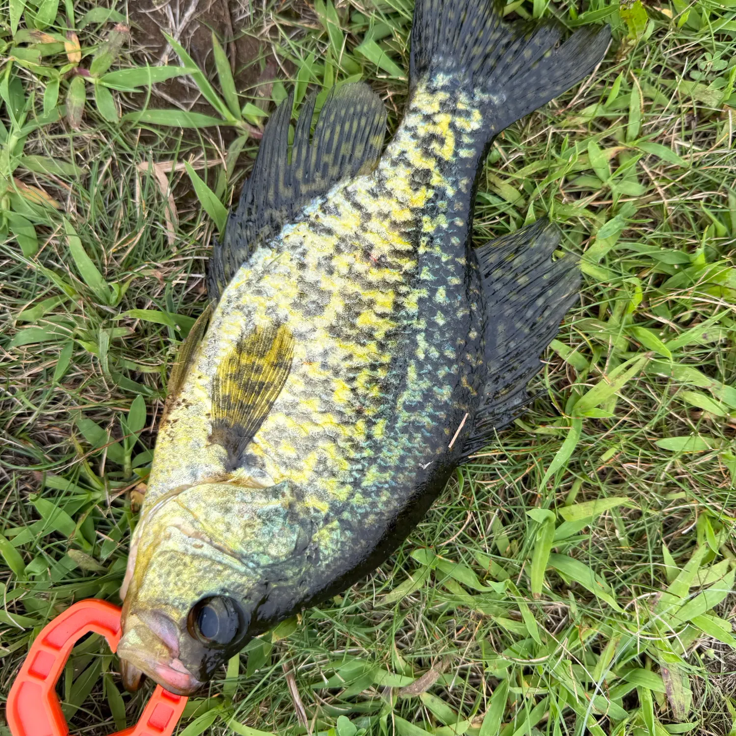 Black crappie caught on Fishbrain