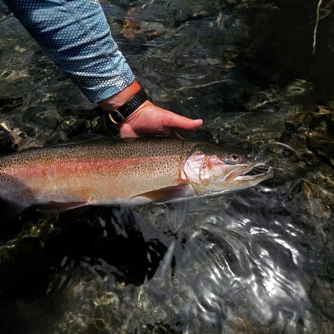 Rainbow trout caught on Fishbrain
