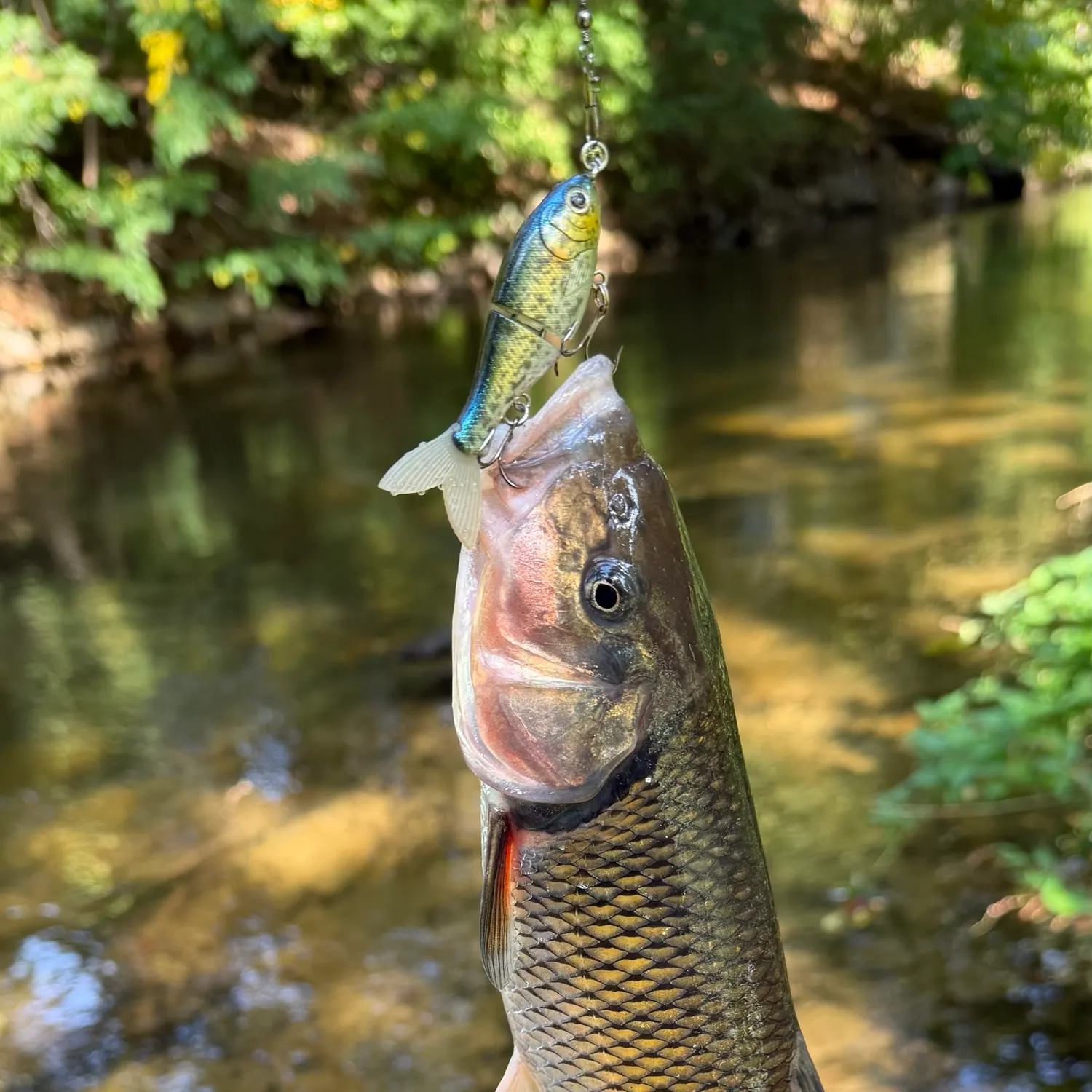 Smallmouth bass caught on Fishbrain