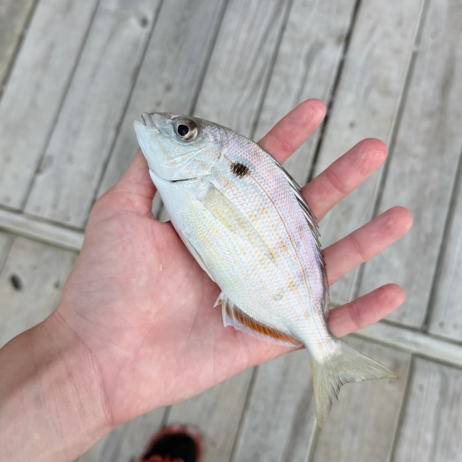 Pinfish caught on Fishbrain