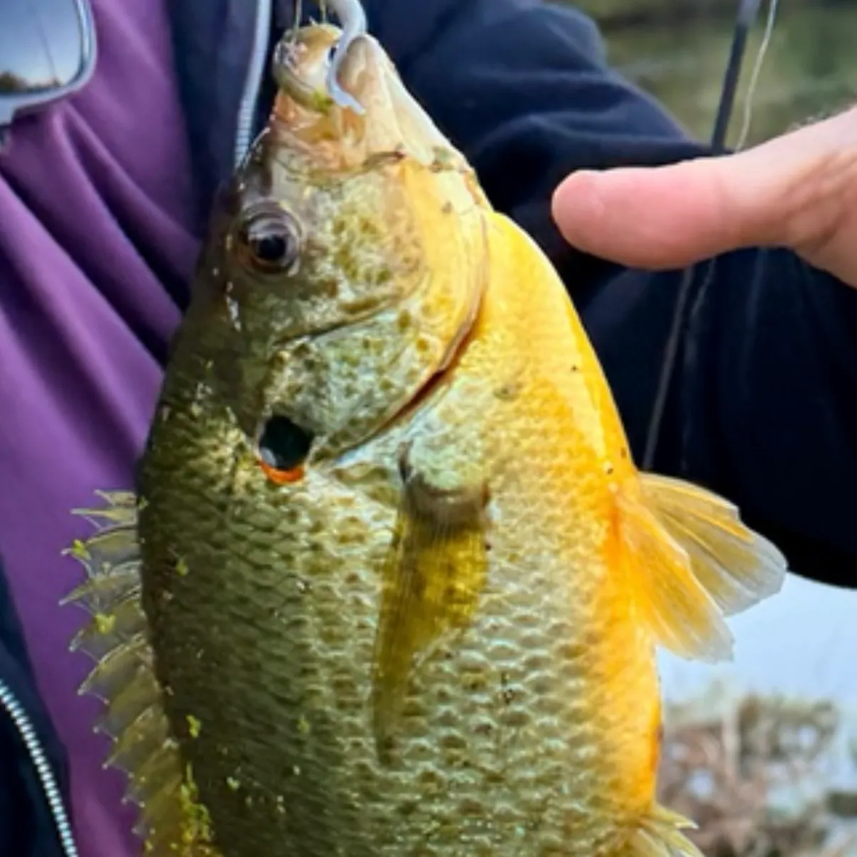 Redear sunfish caught on Fishbrain