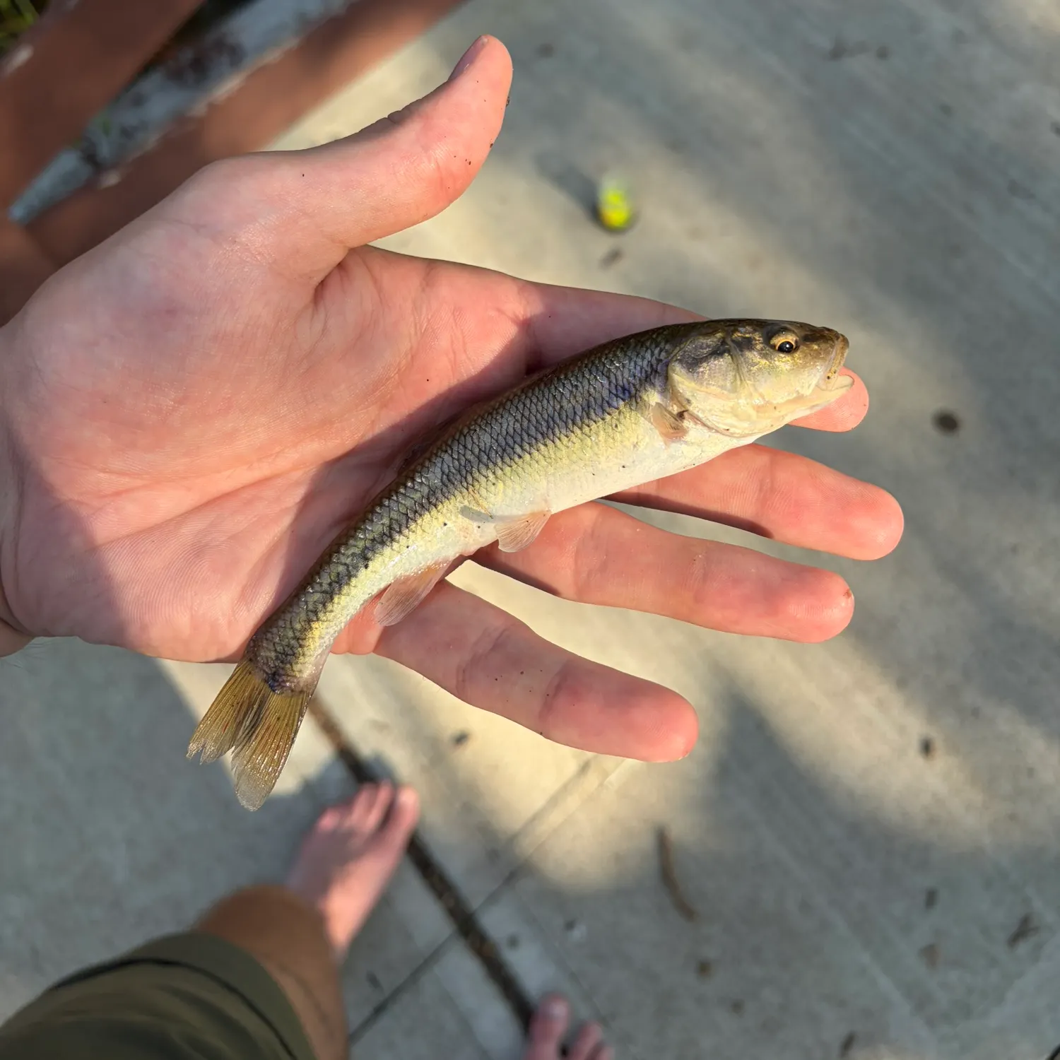 Creek chub caught on Fishbrain