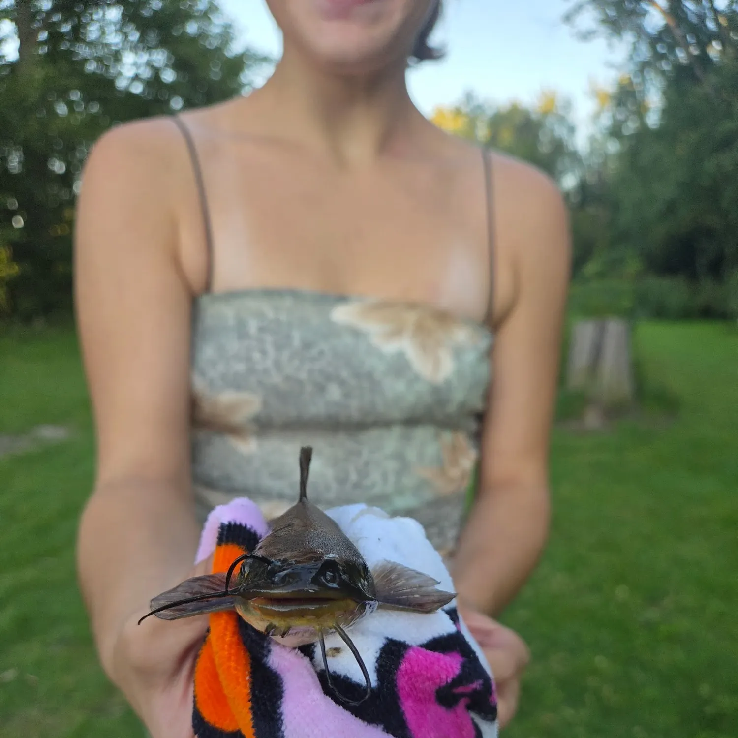 Black bullhead caught on Fishbrain
