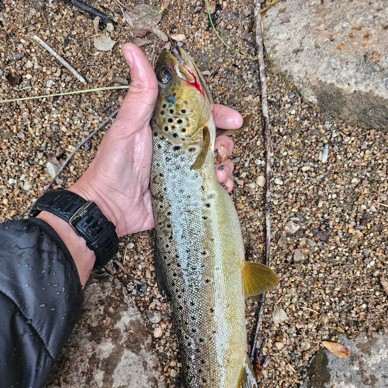 Brown trout caught on Fishbrain