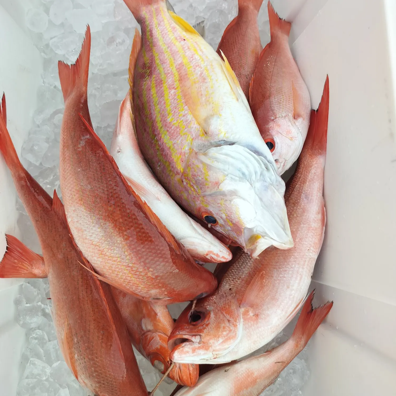 The most recent Lane snapper catches on Fishbrain