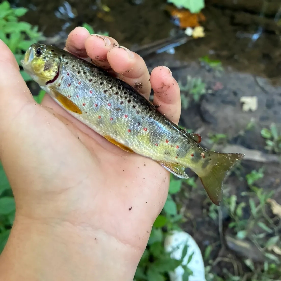 Brown trout caught on Fishbrain