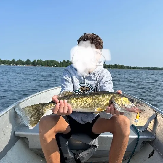 Walleye caught on Fishbrain