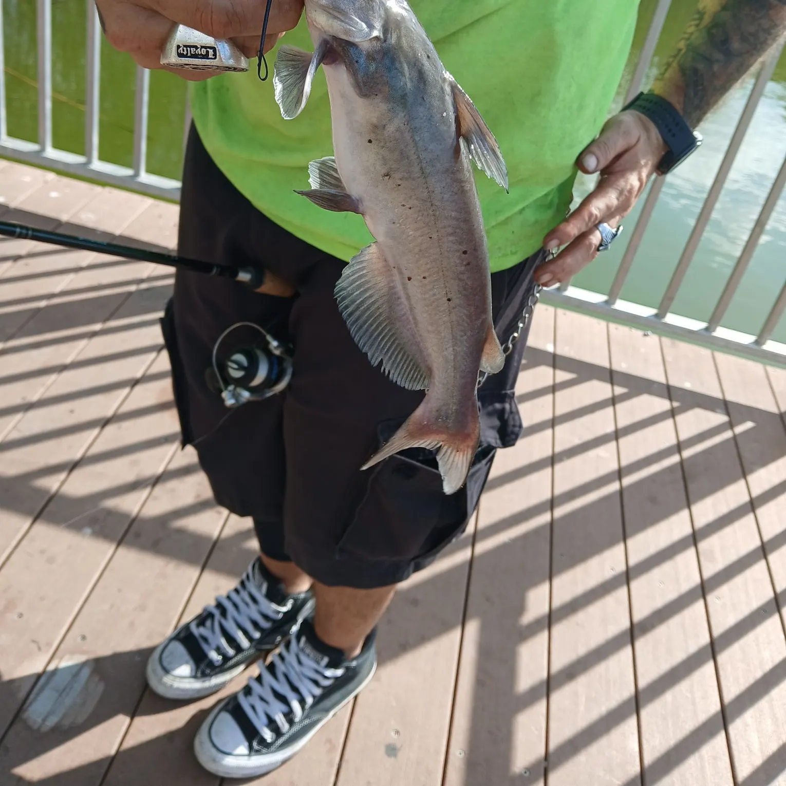 Channel catfish caught on Fishbrain