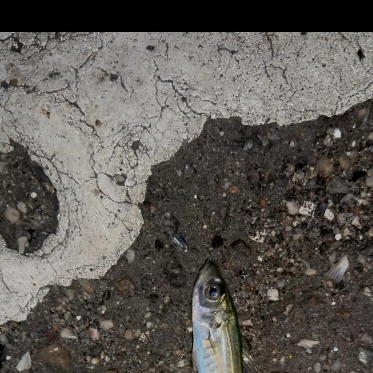 Pacific chub mackerel caught on Fishbrain