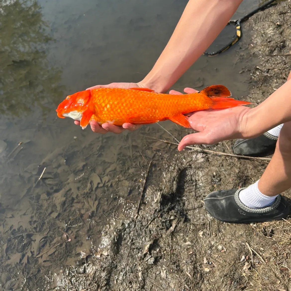 The most recent Koi carp catches on Fishbrain