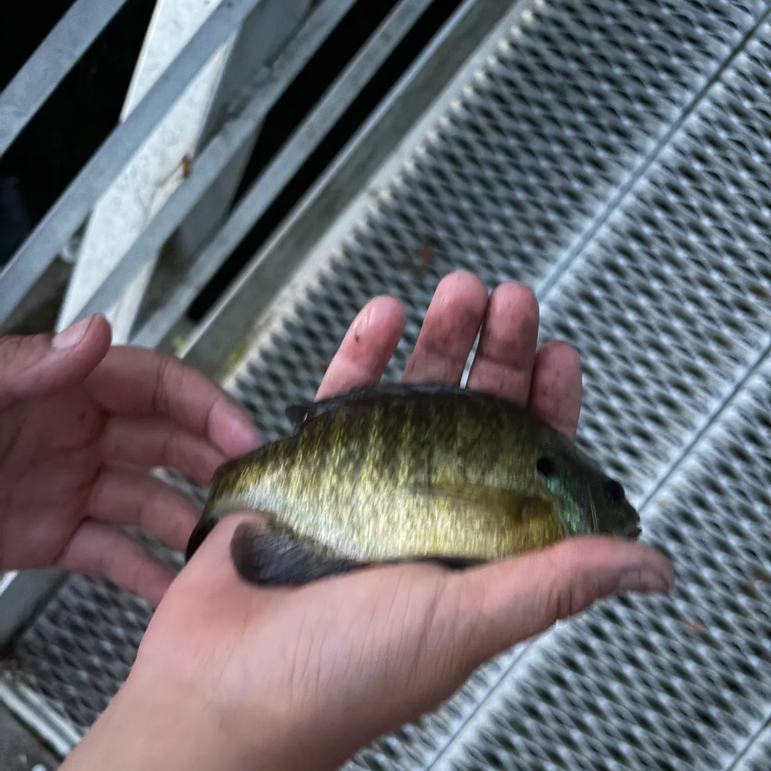 Bluegill caught on Fishbrain