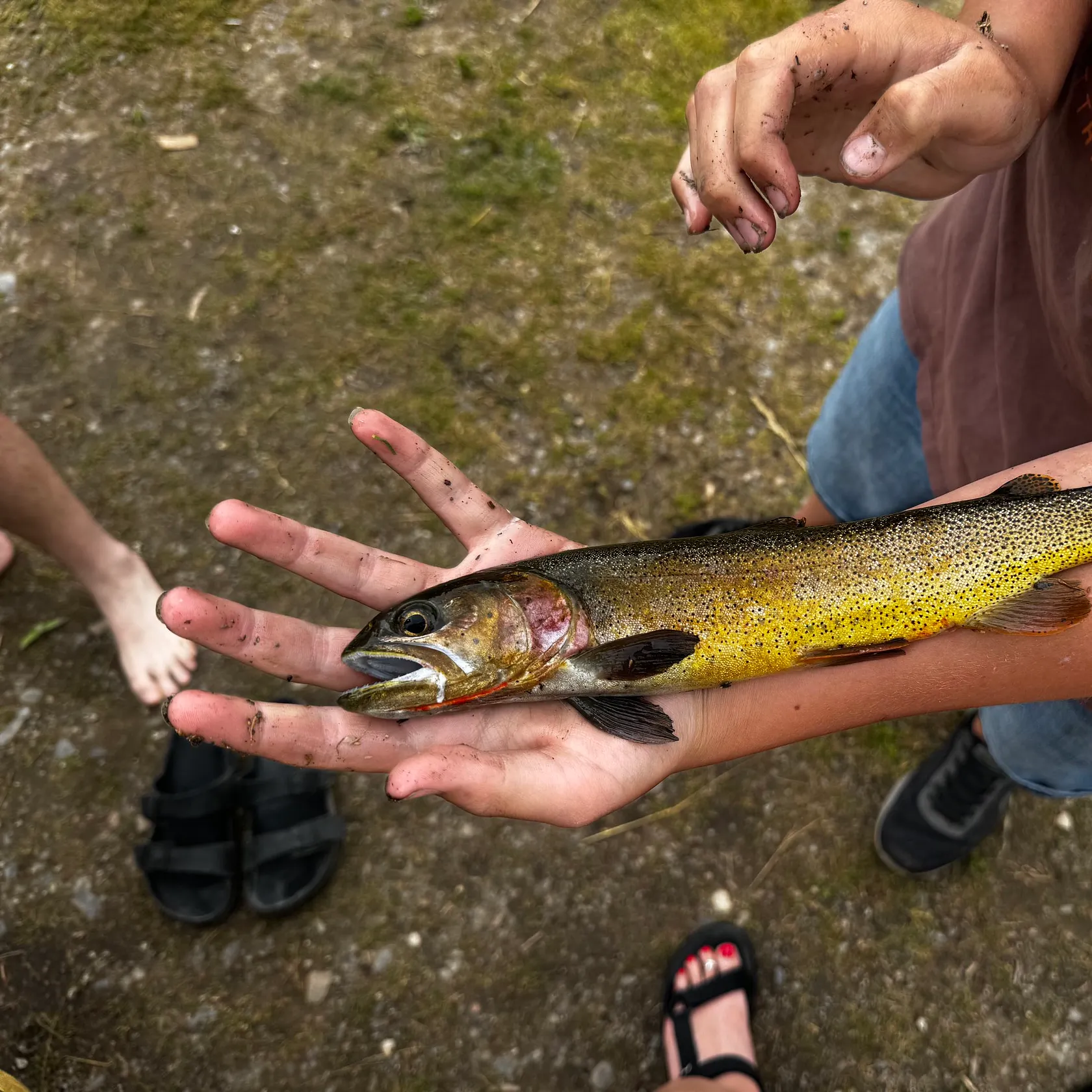The most recent Gila trout catches on Fishbrain