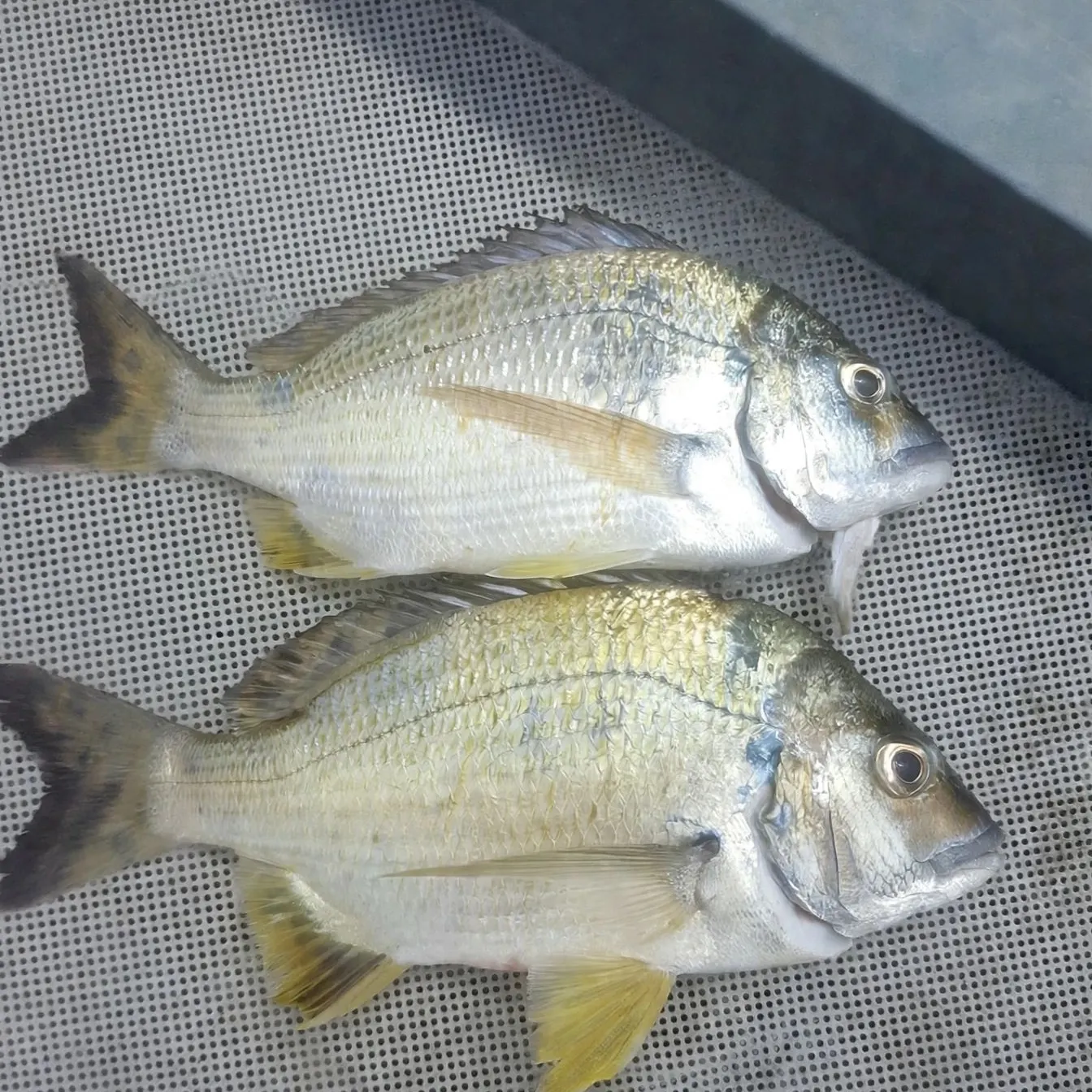 Surf bream caught on Fishbrain
