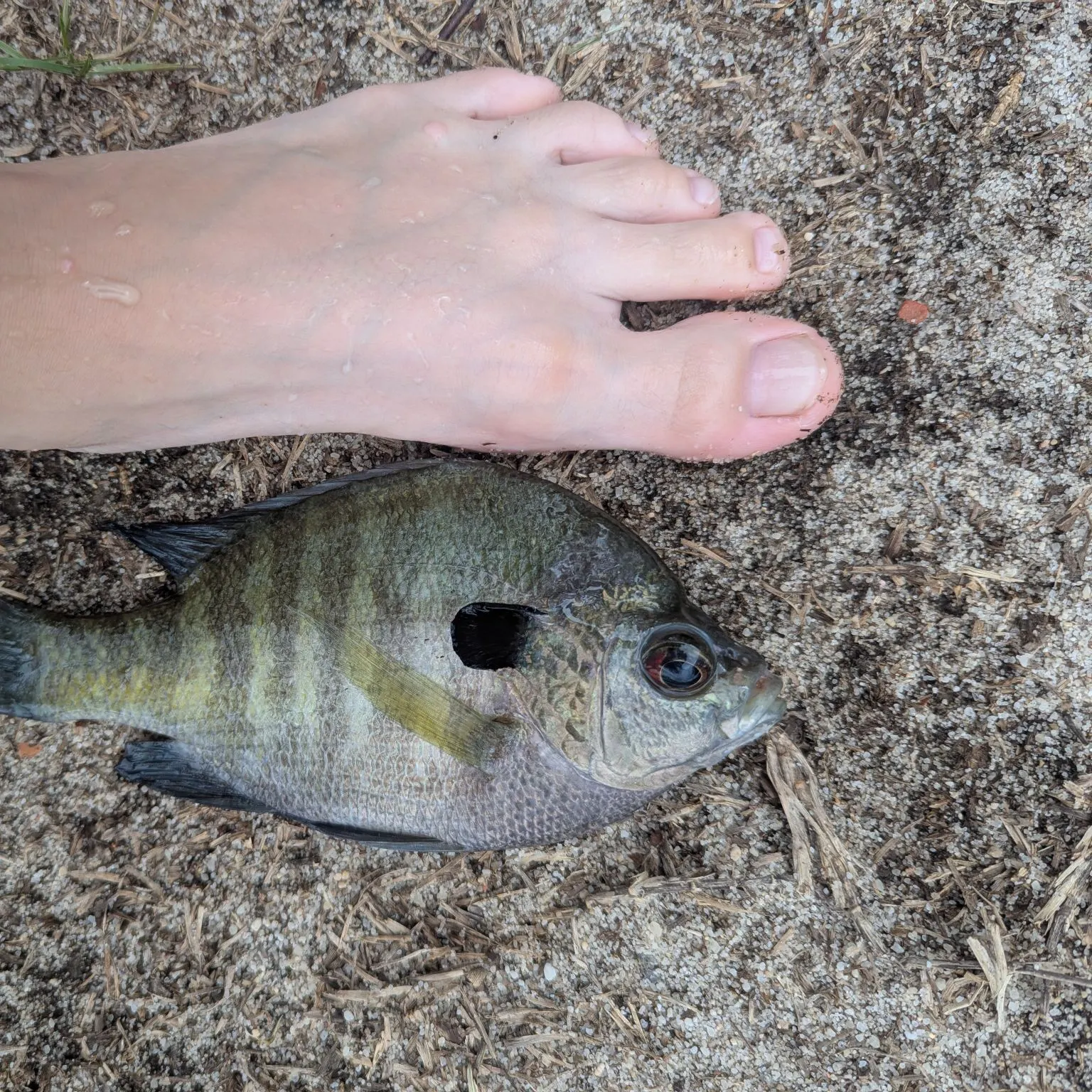 Bluegill caught on Fishbrain