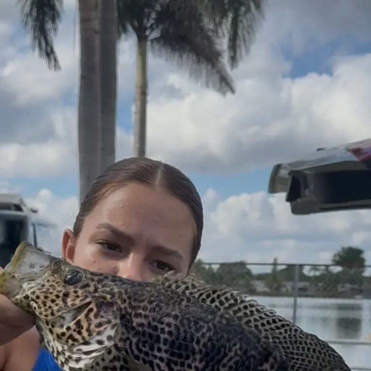 The most recent Jaguar cichlid catches on Fishbrain