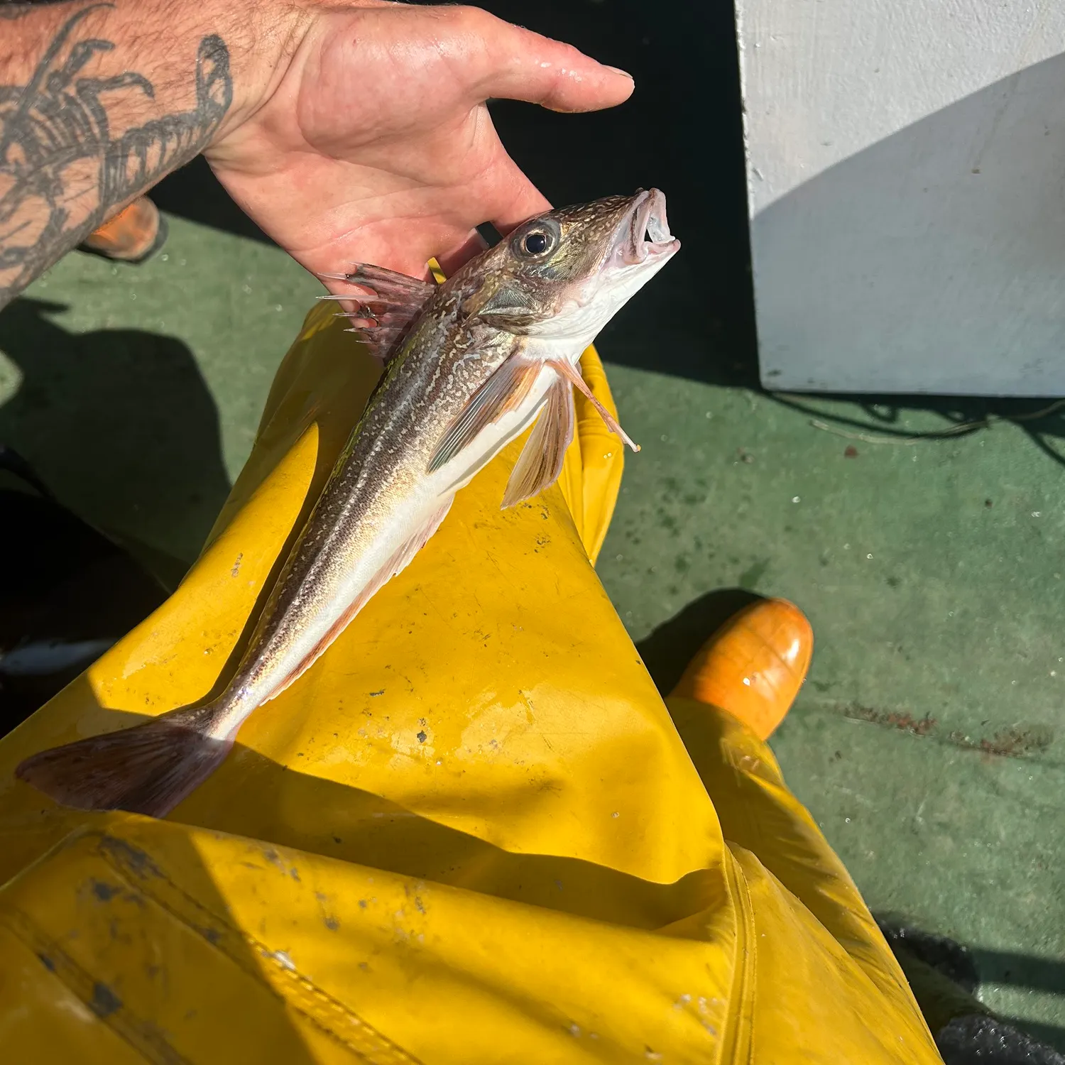 The most recent Grey gurnard catches on Fishbrain