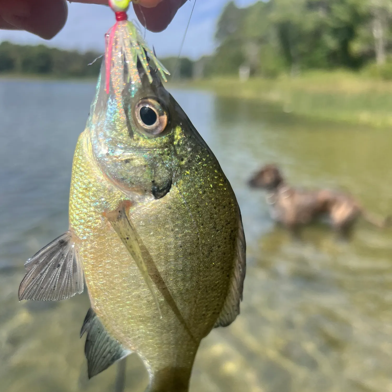 Bluegill caught on Fishbrain