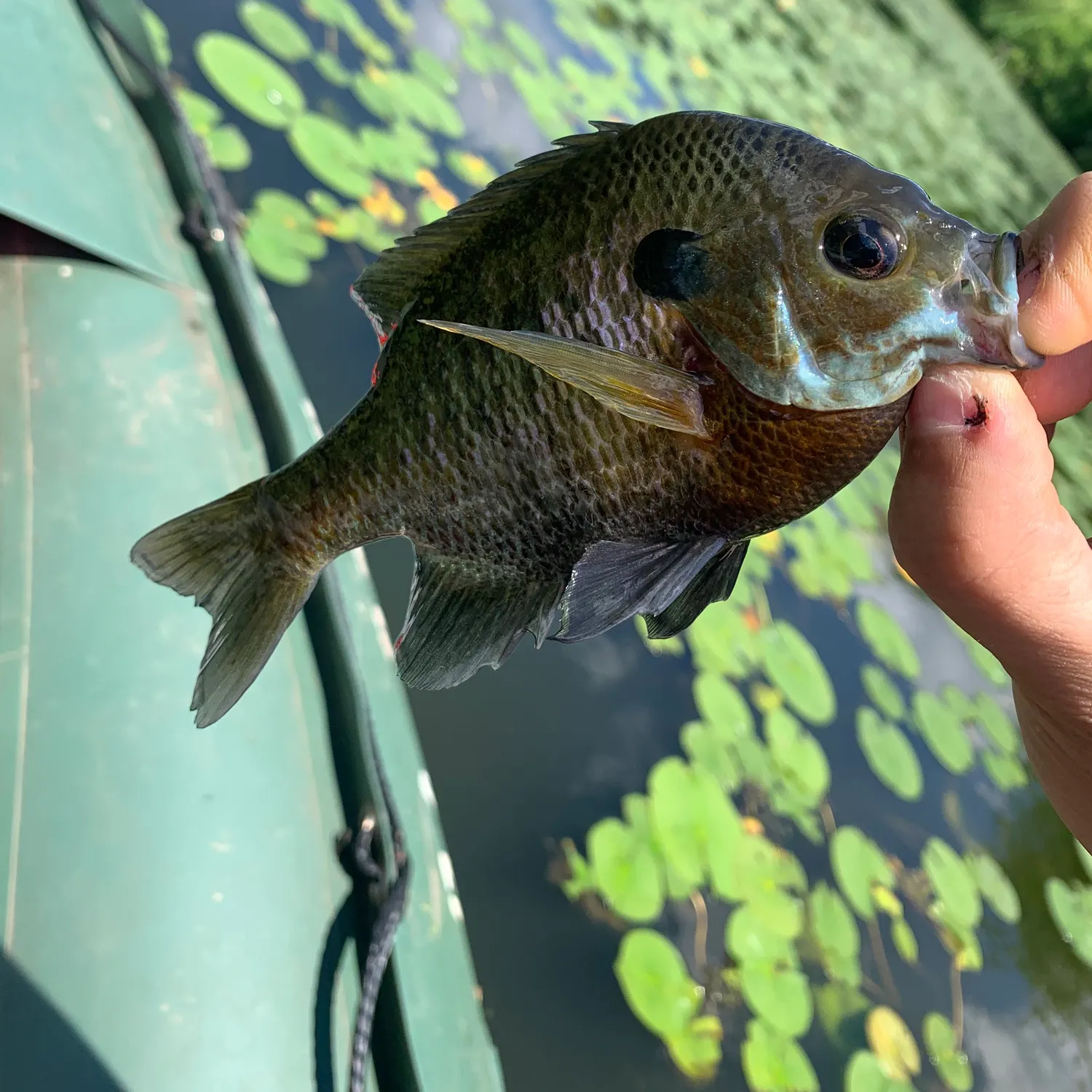 catch