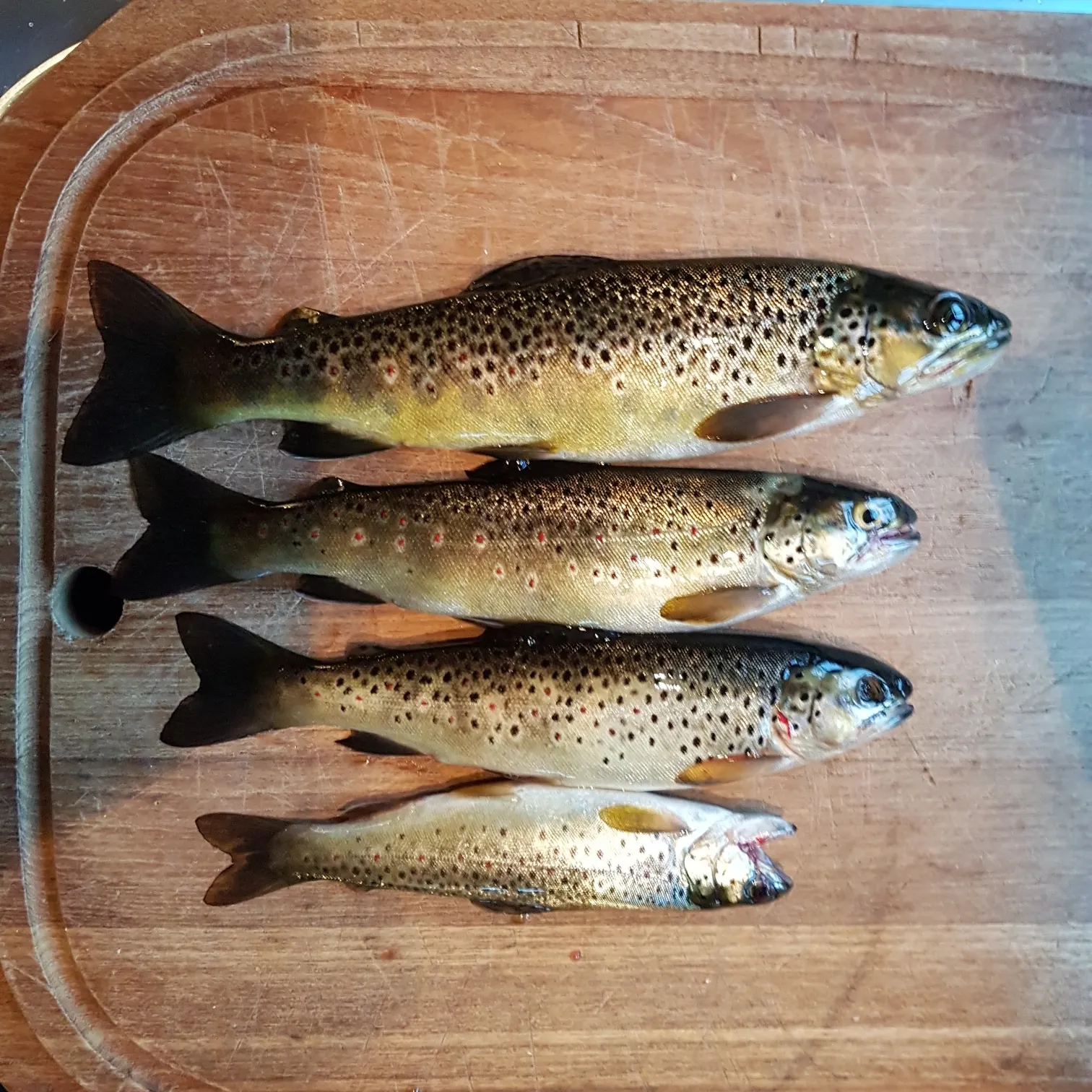 recently logged catches