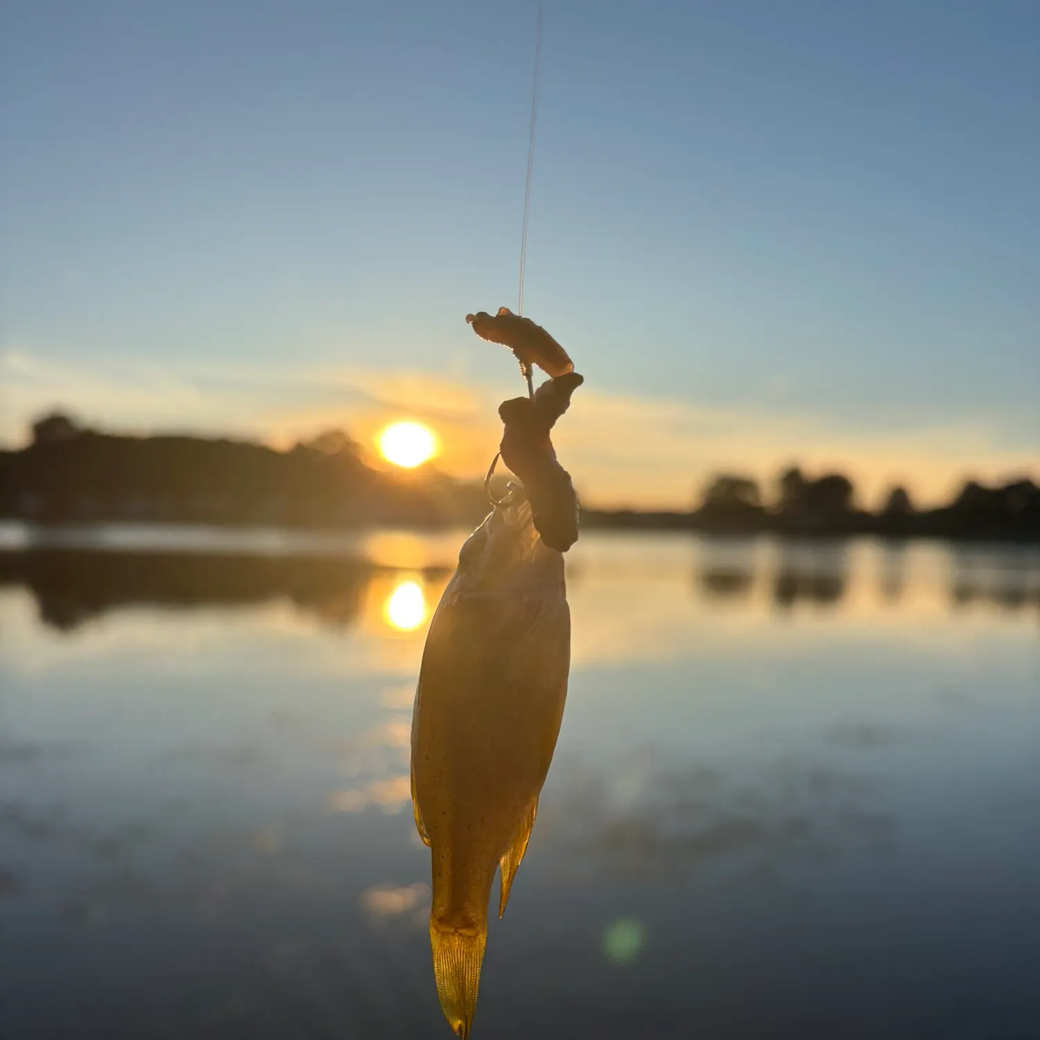 Green sunfish caught on Fishbrain