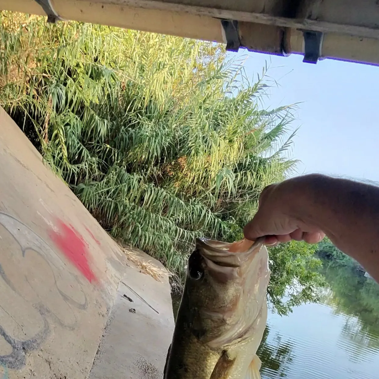 Largemouth bass caught on Fishbrain