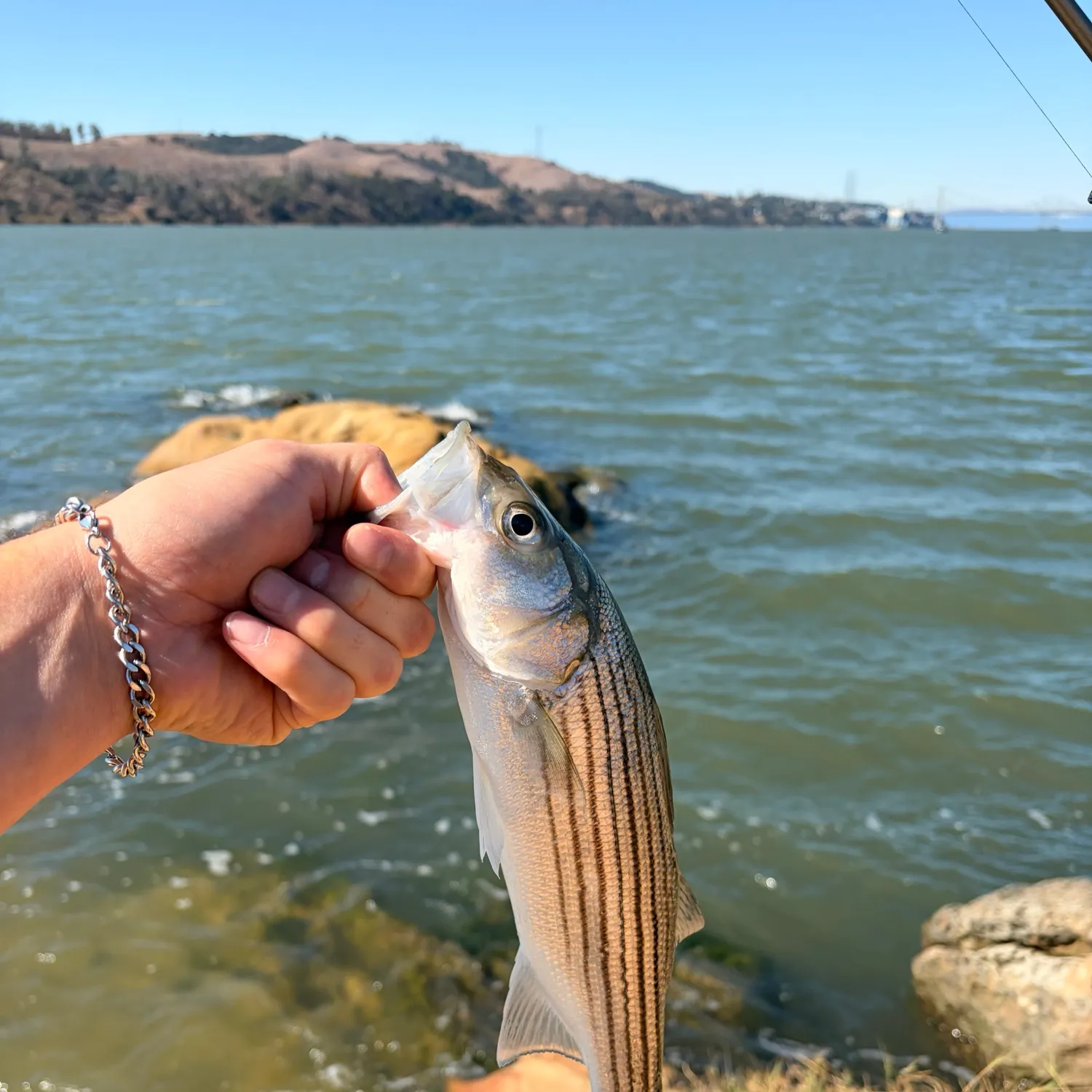 Striped bass caught on Fishbrain