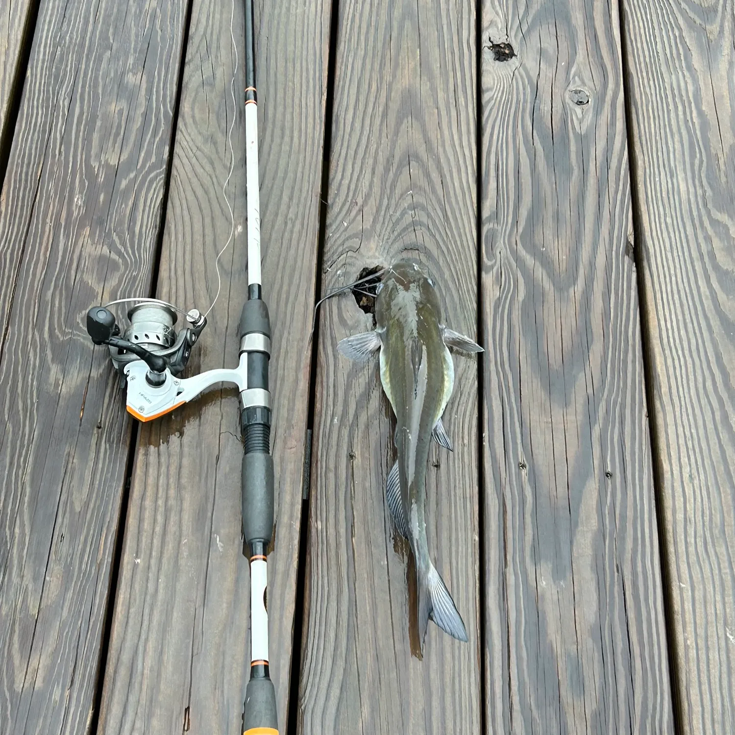 Channel catfish caught on Fishbrain
