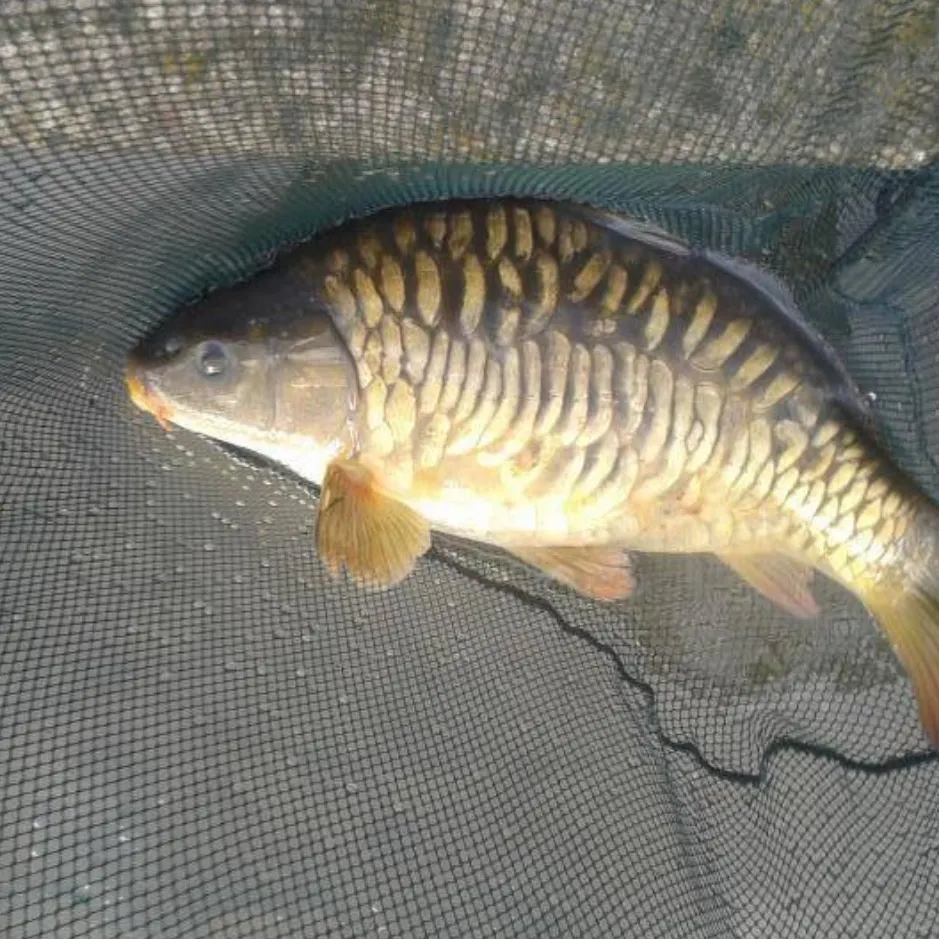 The most recent Mirror carp catches on Fishbrain