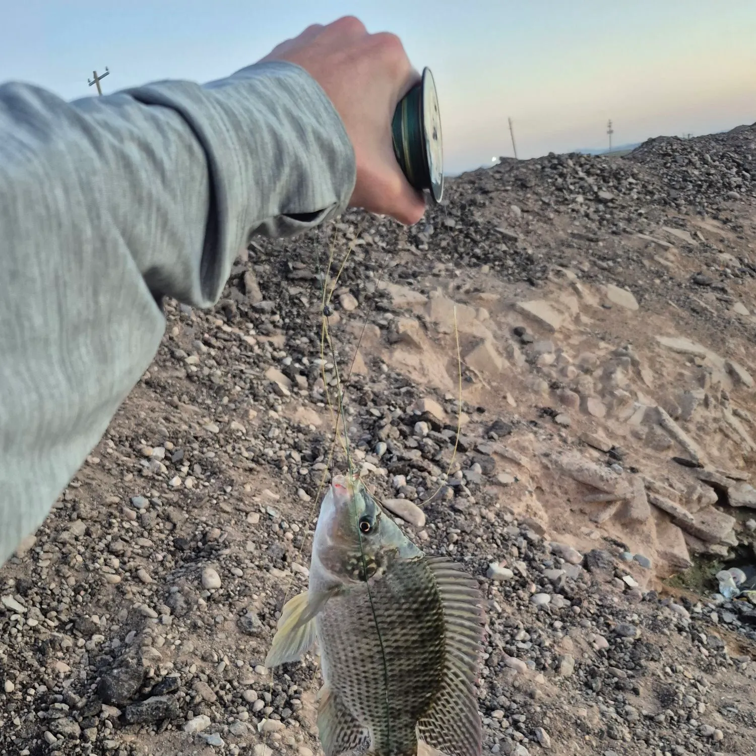The most recent Redbelly tilapia catches on Fishbrain
