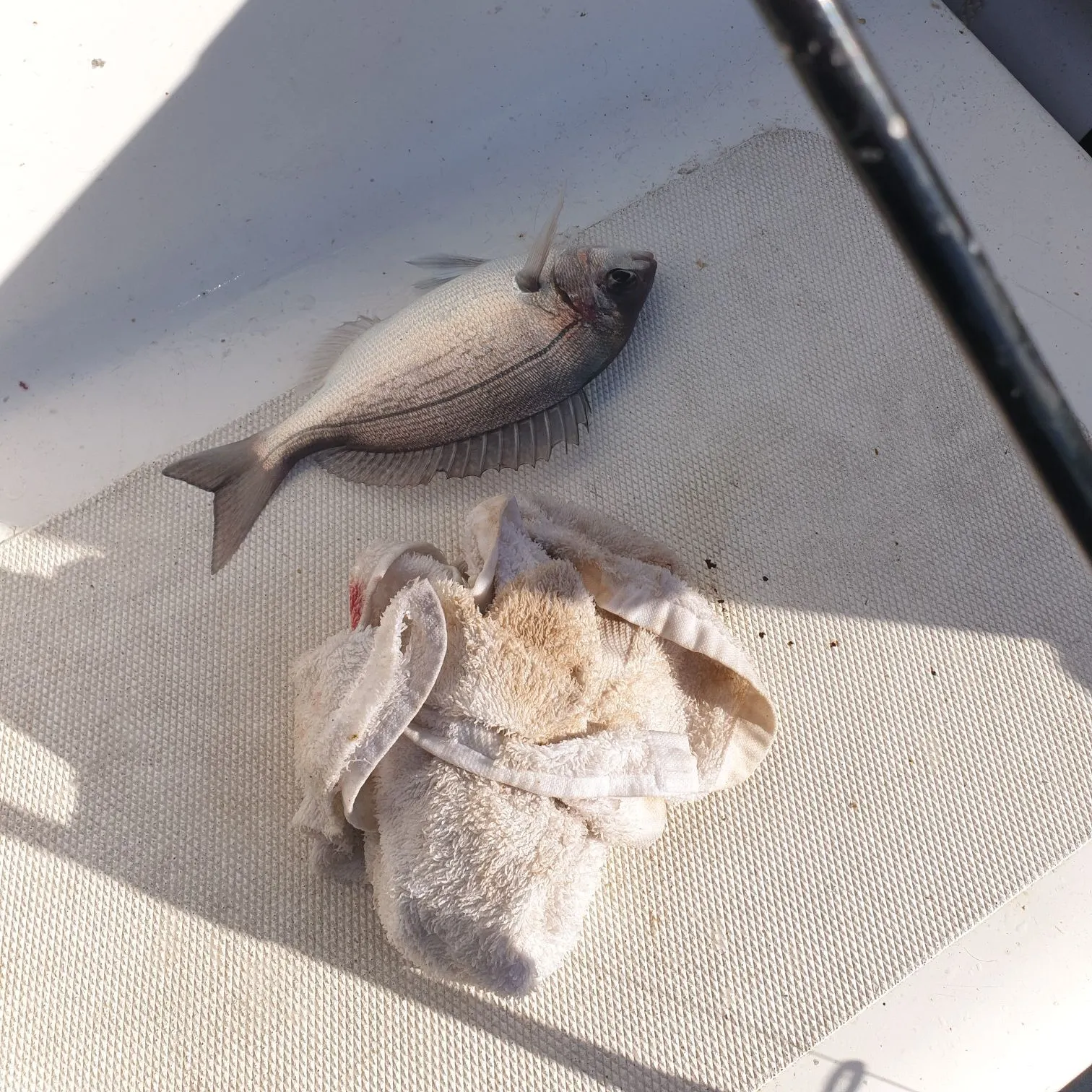 Black seabream caught on Fishbrain