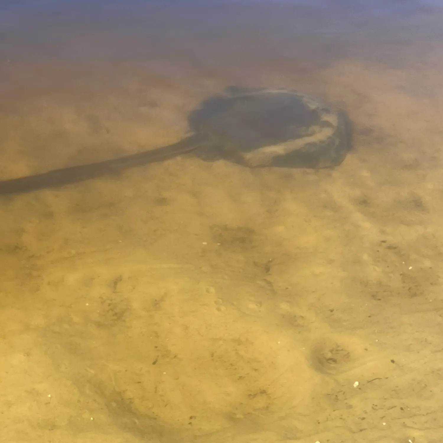 The most recent Cowtail stingray catches on Fishbrain