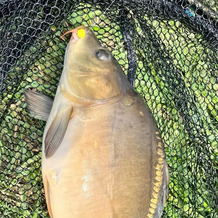 Leather carp caught on Fishbrain