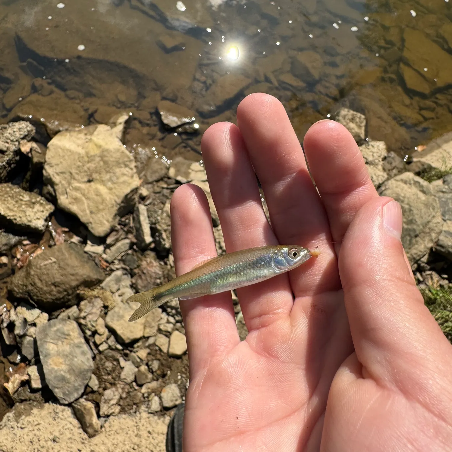 The most recent Spotfin shiner catches on Fishbrain