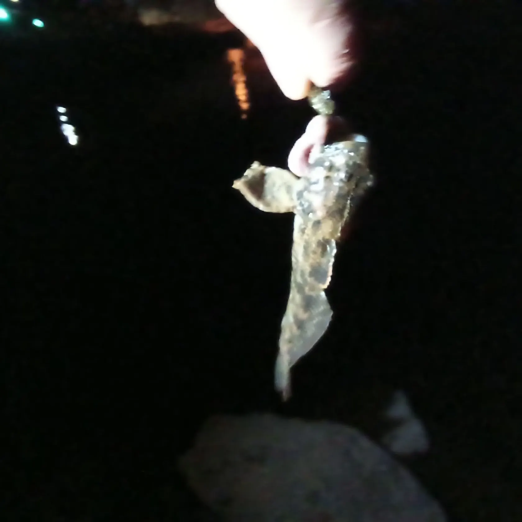 The most recent Mottled sculpin catches on Fishbrain