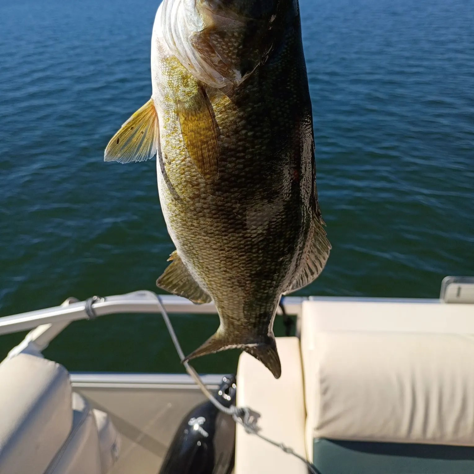 Smallmouth bass caught on Fishbrain