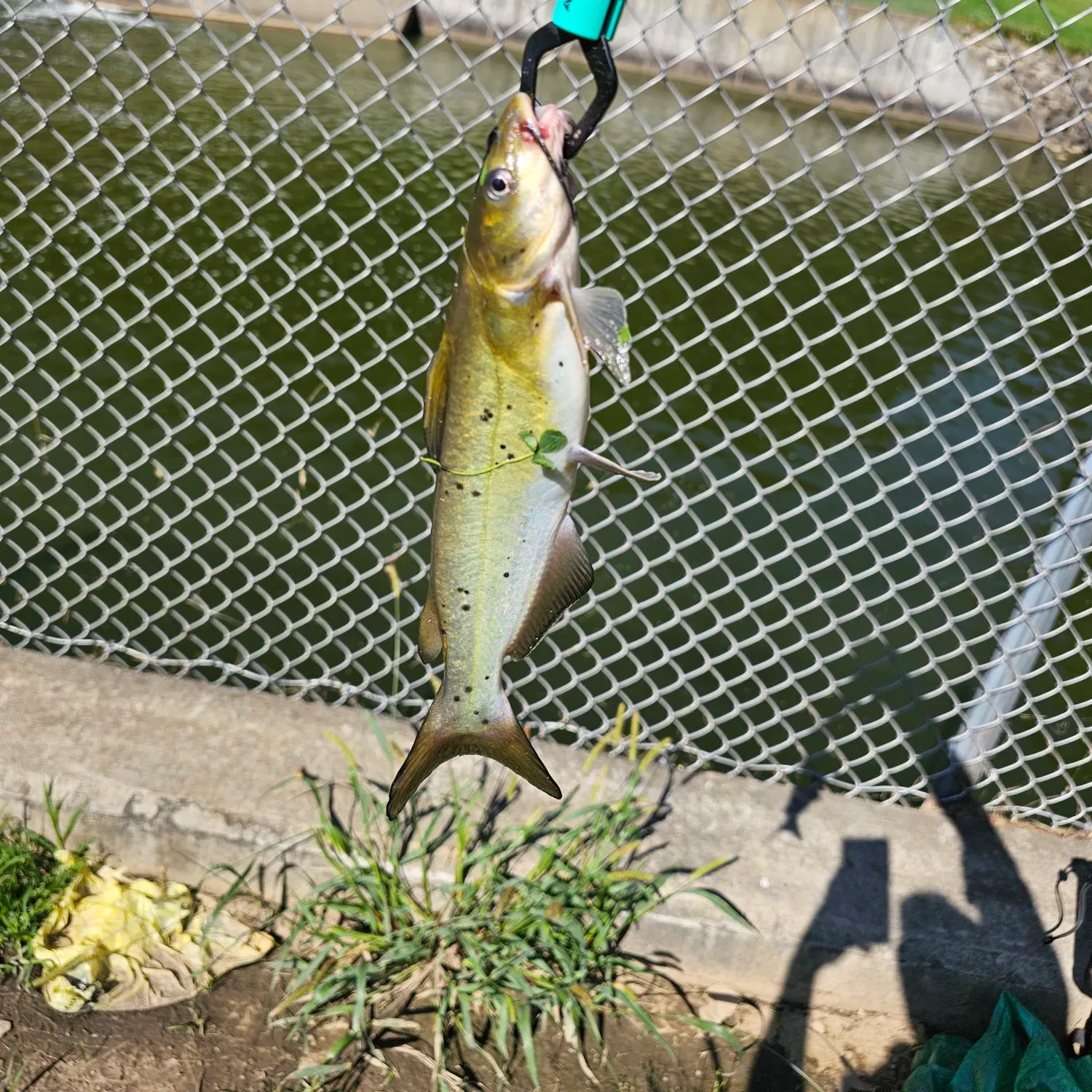 Channel catfish caught on Fishbrain