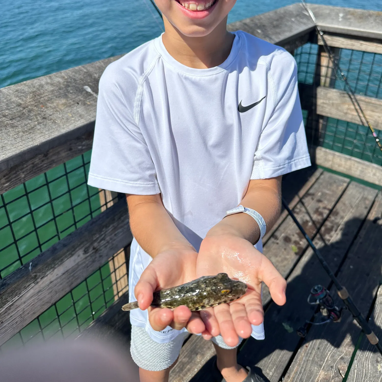 The most recent Oval puffer catches on Fishbrain