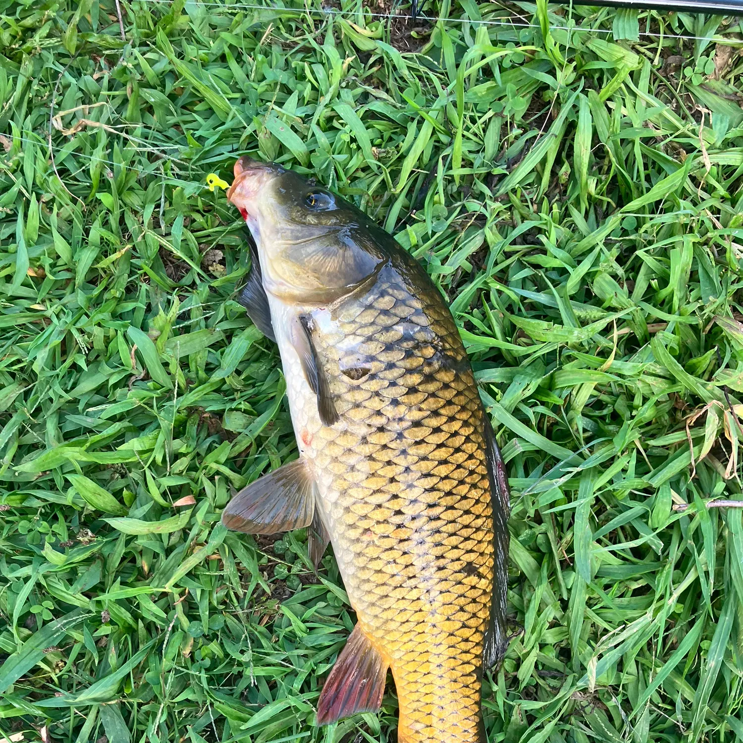 Common carp caught on Fishbrain