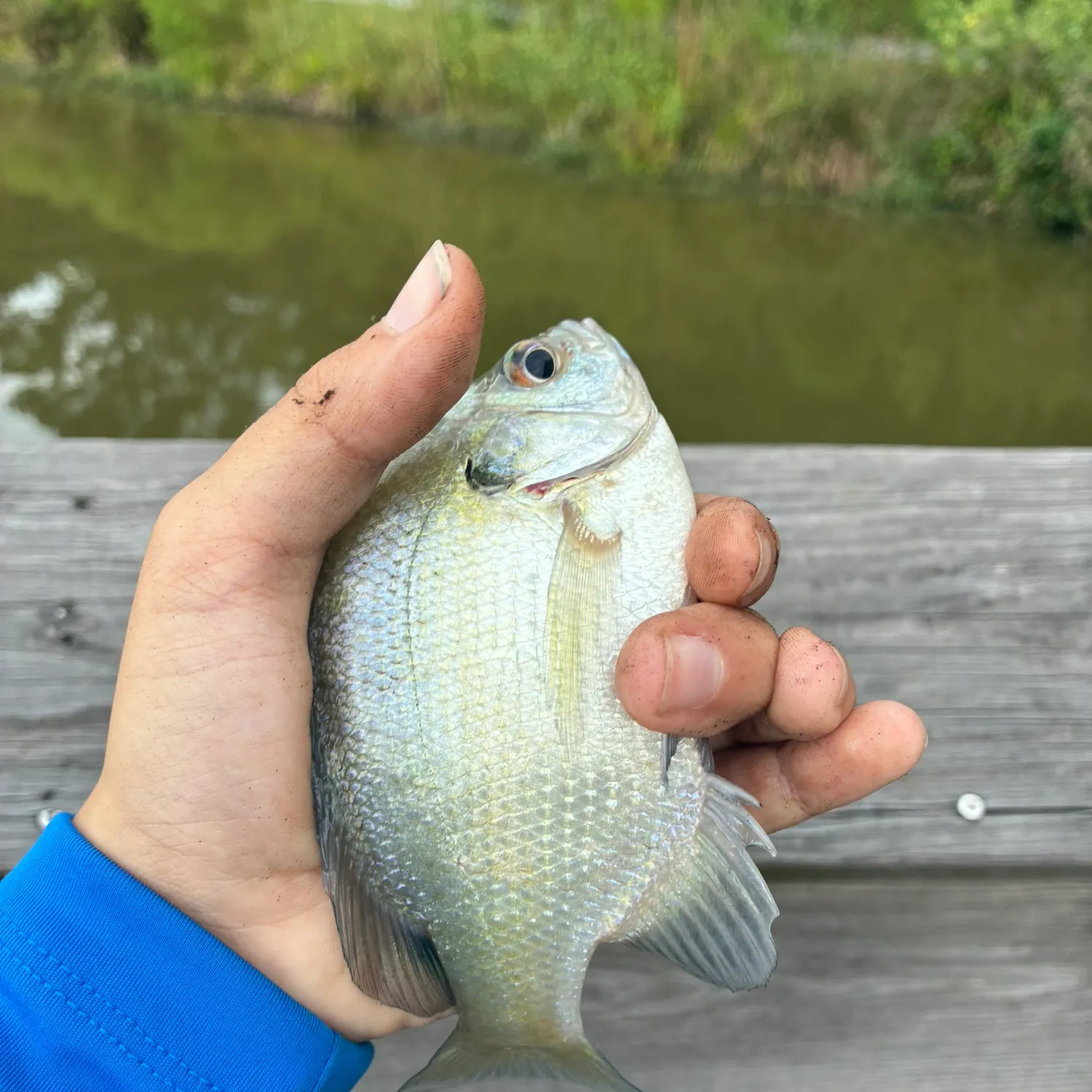 Bluegill caught on Fishbrain