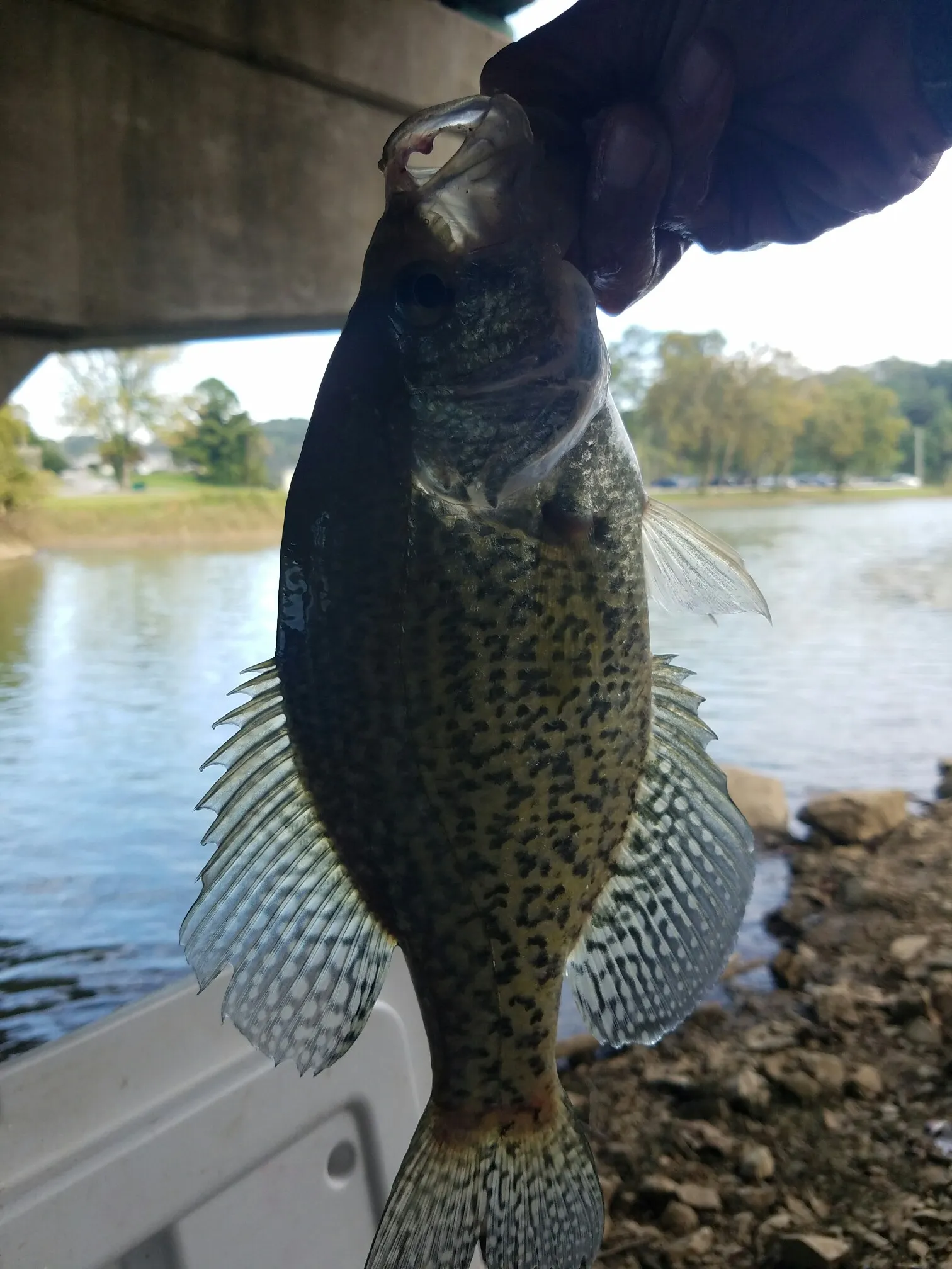 Post image from carlnicholson